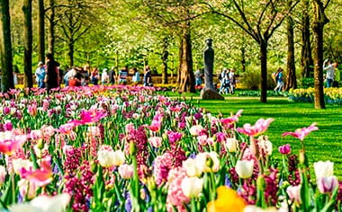 Colourful flowers in the Keukenhof Gardens